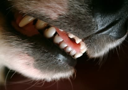 Que faire en cas de morsure de chien ou de chat ?