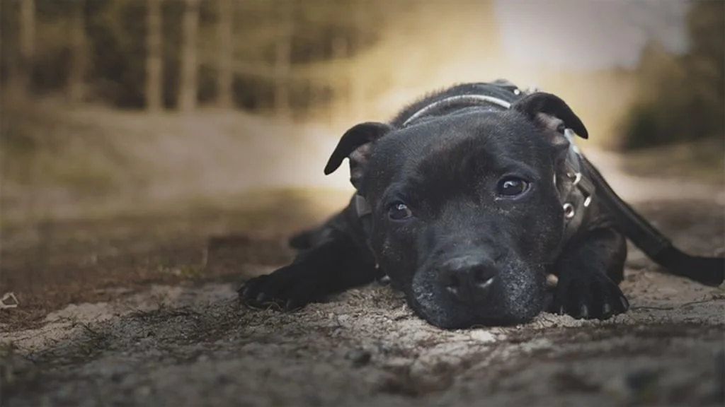 staffordshire-bull-terrier