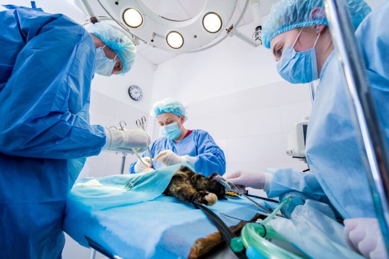 Pyomètre chez la chienne : le diagnostic doit être précoce