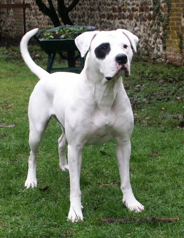 Le bouledogue américain n’est pas en 1ere catégorie