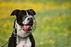 Le Maroc veut interdire les chiens dits « dangereux »
