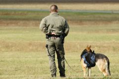 Chiens militaires et soldats : de même syndromes