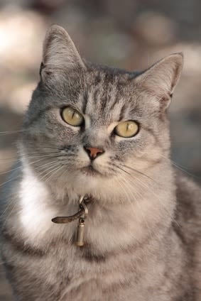 Collier pour chat : l&rsquo;avis des maîtres américains