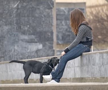 Faire soigner son chien ou son chat lorsque l’on est démuni