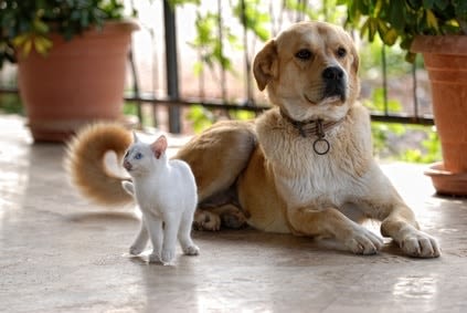 Chien, chat : prendre soin de leur santé… au naturel