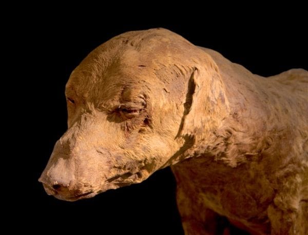 Egypte : des momies de chiens vieilles de 2500 ans