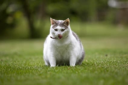 L’obésité frappe les chiens et chats à travers le monde
