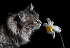 Eau de parfum pour chats : parce qu’ils le valent bien
