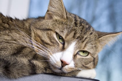 Pilule contre les chaleurs chez la chatte : stop !