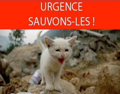 Un site se mobilise pour les des chiens et chats japonais