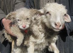 Chine : un mouton donne naissance à un chien !