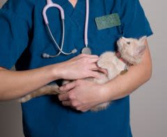 Quand les vaccins protègent-ils efficacement les chats ?