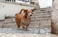 Déjections canines : une nouvelle source d&rsquo;énergie ?