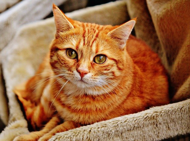 Comment changer l’alimentation de son chat ?