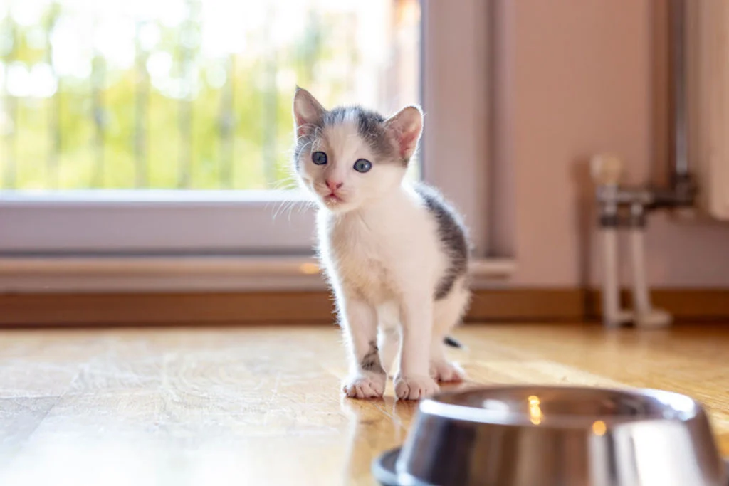 alimentation_chaton_sevrage
