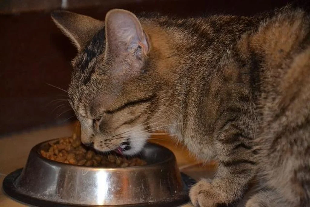 chat qui mange