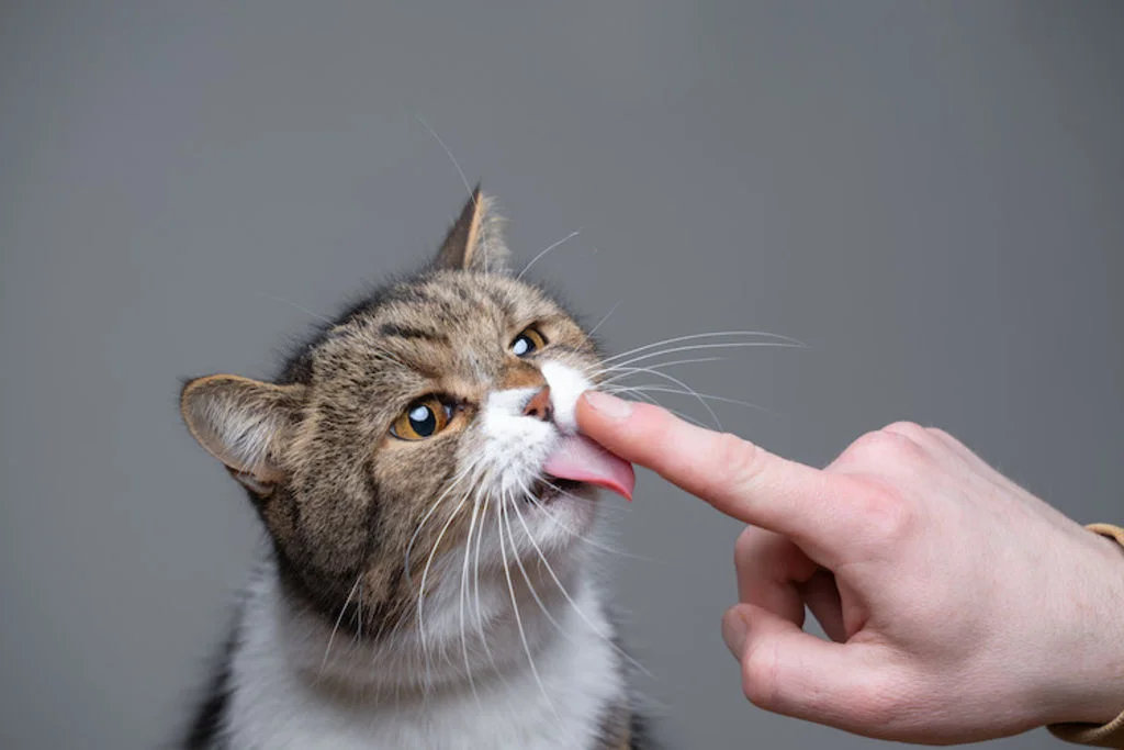 chat_qui_refuse_de_manger