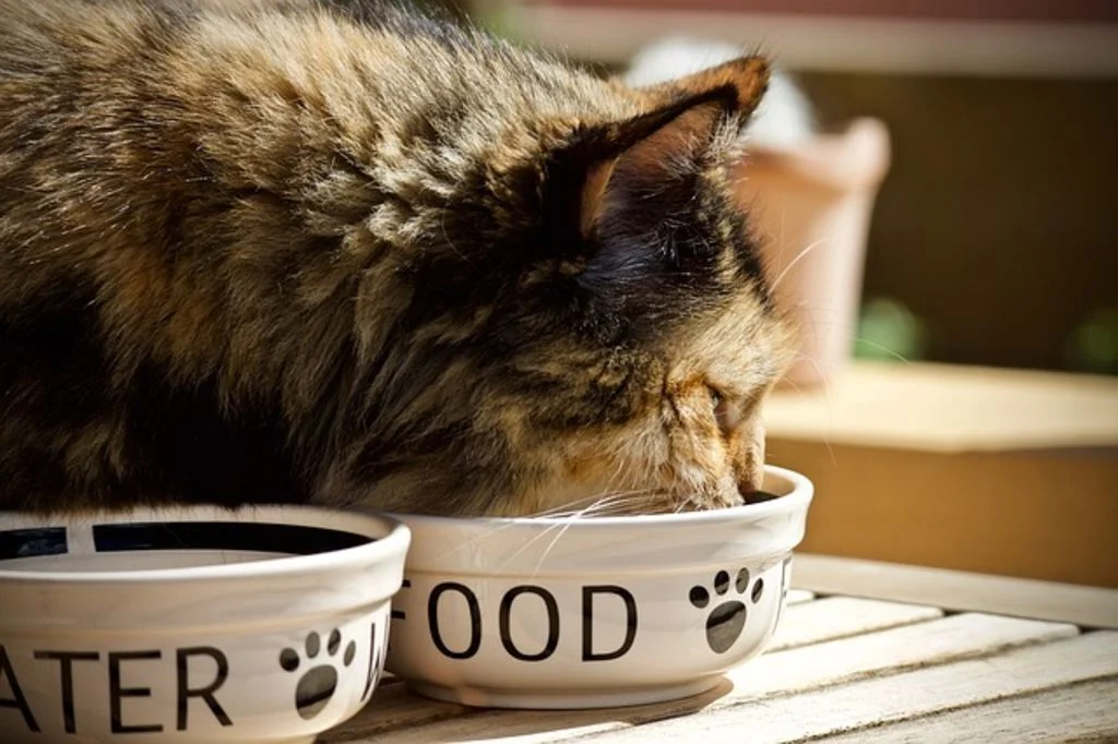chat repas