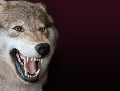 Morsures de chiens en France : une enquête fait le point