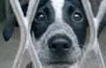 200 000 chiens et chats abandonnés chaque année