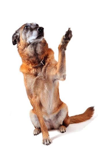 Arthrose canine : campagne pour sensibiliser les maîtres