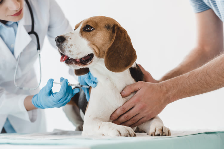 Leishmaniose : une maladie grave chez le chien