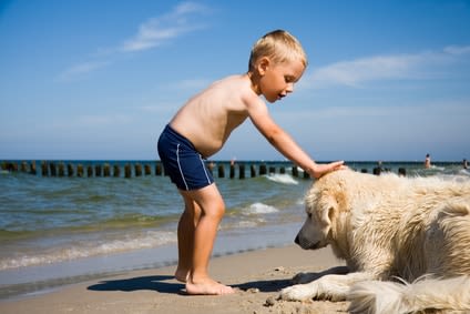 Soleil : il peut être aussi nocif pour le chien et le chat