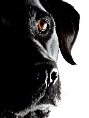 Chiens aveugles : un implant de la cornée pour les soigner