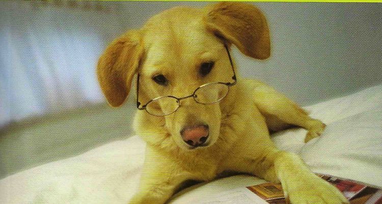 Testez l’intelligence de votre chien avec le Dr Dramard