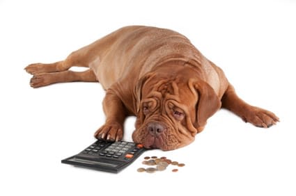 Les Américains peuvent léguer leur fortune à leurs animaux