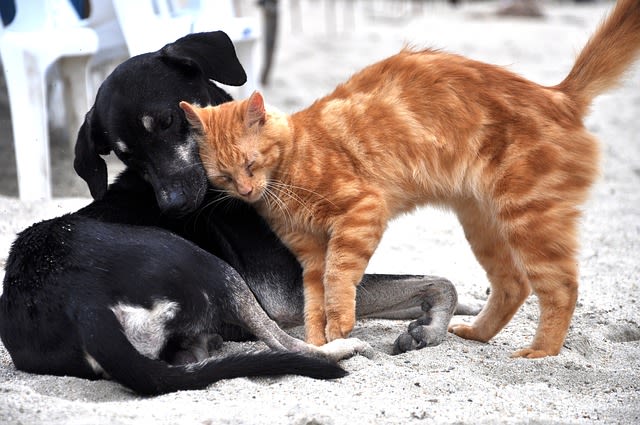 Le ver du cœur chez le chien et le chat