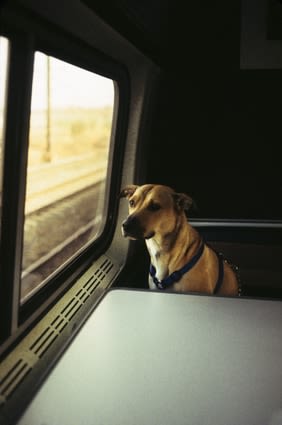 Bien voyager en train avec son chien ou chat
