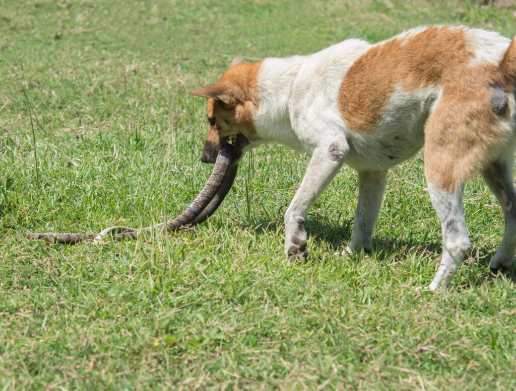 Chien et serpent