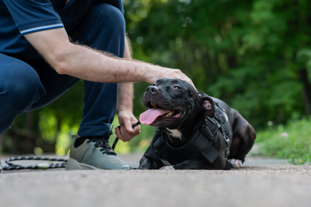 chien qui s'est fait mordre par un serpent