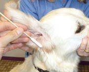 Un bâtonnet spécial pour l&rsquo;entretien des oreilles du chien