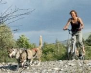 Cani trottinette : le traîneau pour chien d’été !