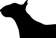 Faut-il euthanasier le bull terrier mordeur ?