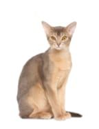 Rétine : un test ADN pour certaines races de chats