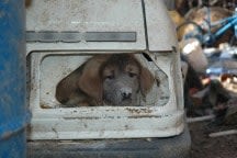 Souffrances multiples dans un élevage de chiens en Savoie