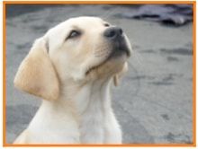 Chiens guides : de nouvelles recrues en formation