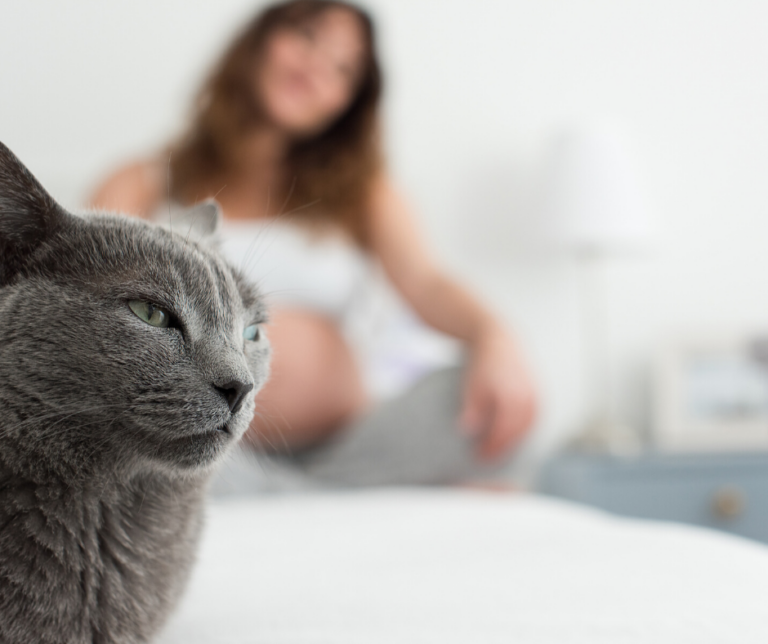 Toxoplasmose du chat : les risques pour la femme enceinte