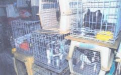 Un couple d’éleveurs de chiens accusé de maltraitance animale
