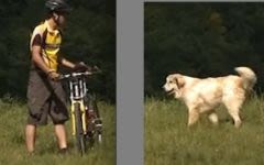Gare aux chiens de protection dans les montagnes suisses