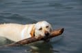 Cyanobactéries : un 2eme chien mort dans la rivière Tarn