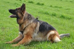 Le chien détecteur du cancer des poumons chez l&rsquo;Homme