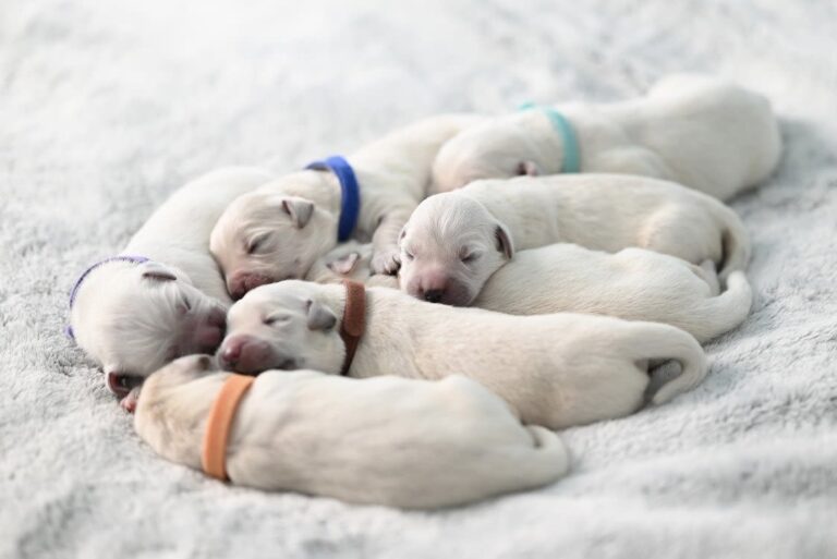 Bien mener le sevrage des chiots