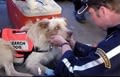 Chiens sauveteurs : hommages aux retraités du 11 septembre
