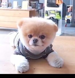 Boo, le chien le plus beau, fait chavirer les cœurs