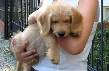 Socialiser le chiot : une étape très importante dans sa vie