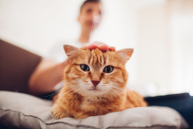 Je vis avec un chat qui pétrit et qui ronronne